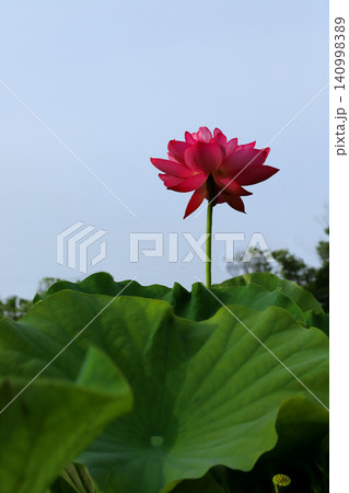 曇天でも鮮やかな蓮の花 曇天でも鮮やかな蓮の花 140998389