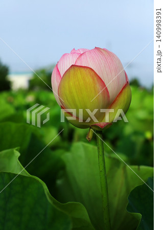 曇天でも鮮やかな蓮の花 140998391