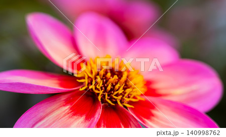 Colorful Red Autumn Flowers Blooming In Natural Garden Closeup 140998762