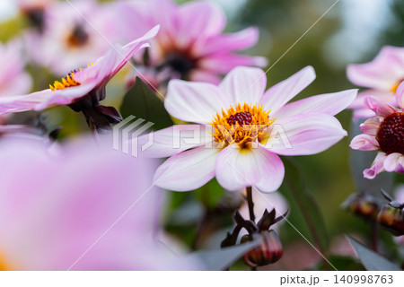 Colorful Pink Autumn Flowers Blooming In Natural Garden Closeup 140998763