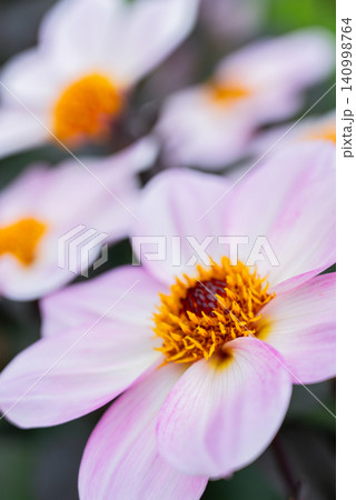 Colorful Pink Autumn Flowers Blooming In Natural Garden Closeup 140998764