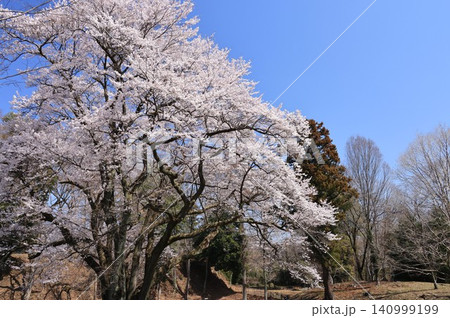 埼玉県寄居町鉢形城趾の氏邦桜 埼玉県寄居町鉢形城趾の氏邦桜 140999199