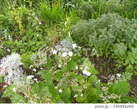 夏の花額紫陽花とシロタエギク 夏の花額紫陽花とシロタエギク 140999268