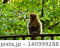 親が帰って来るのを待つ子猿 140999288