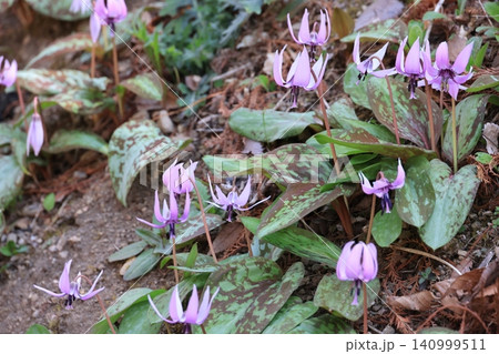 鉢形城趾に咲くカタクリの群生の花 鉢形城趾に咲くカタクリの群生の花 140999511