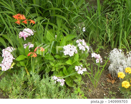 紫陽花の白い花とマリーゴールドの黄色い花 140999703