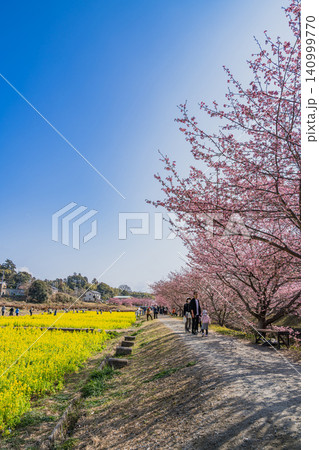 浜松市の東大山の河津桜の風景(静岡県) 140999770