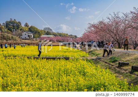 浜松市の東大山の河津桜の風景(静岡県) 浜松市の東大山の河津桜の風景(静岡県) 140999774