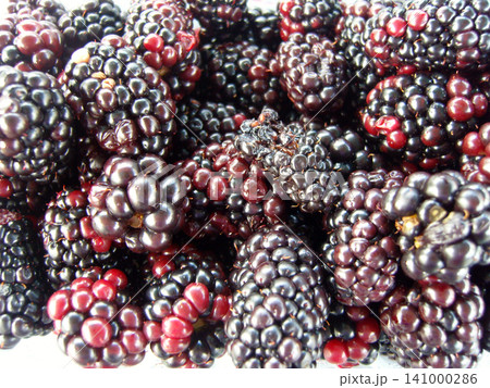 A close-up, full-frame shot of fresh, ripe blackberries creating a textured food background. The glossy dark purple and black berries show a natural shiny detail with some reddish unripe drupelets A close-up, full-frame shot of fresh, ripe blackberries creating a textured food background. The glossy dark purple and black berries show a natural shiny detail with some reddish unripe drupelets 141000286