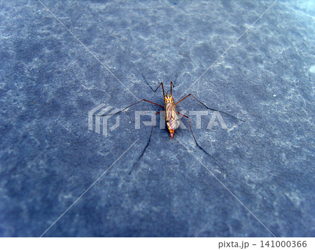 A high-angle close-up shot of a large crane fly resting on a textured gray background. The insect has long, thin legs, translucent wings, and an orange-tinted body, captured with a sharp focus. 141000366