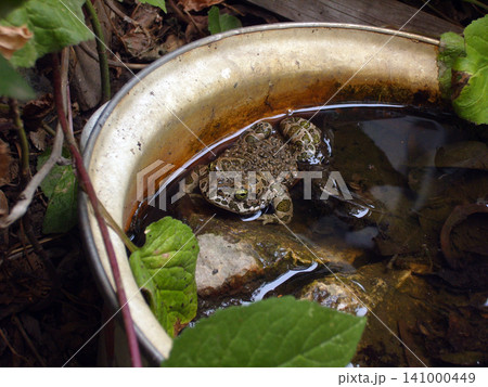 A close-up shot of a spotted green toad sitting in a water-filled old metal pot surrounded by garden leaves. The European green toad rests on a submerged stone, captured in its natural habitat A close-up shot of a spotted green toad sitting in a water-filled old metal pot surrounded by garden leaves. The European green toad rests on a submerged stone, captured in its natural habitat 141000449