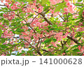 満開の八重桜 141000628