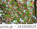 満開の八重桜 141000629