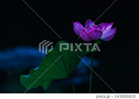 暗闇に浮かび上がる神秘的で美しいピンクの蓮の花 暗闇に浮かび上がる神秘的で美しいピンクの蓮の花 141000820