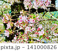 満開の桜 141000826