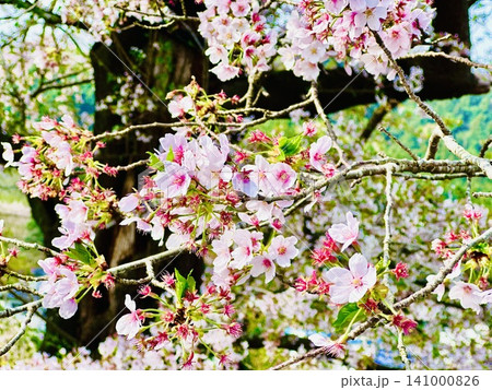 満開の桜 満開の桜 141000826