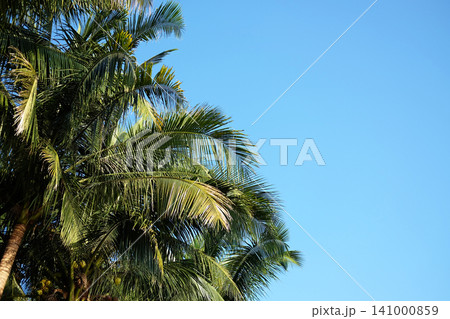 Close up tropical coconut palm tree with blue sky. Copy space Close up tropical coconut palm tree with blue sky. Copy space 141000859