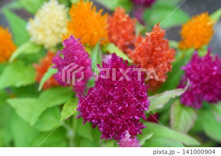 色とりどりなケイトウの花 141000904