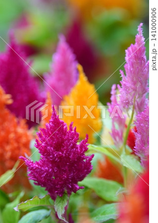 色とりどりなケイトウの花 色とりどりなケイトウの花 141000906