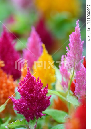 色とりどりなケイトウの花 141000907
