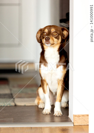 small brown dog sitting indoors near a doorway 141000991