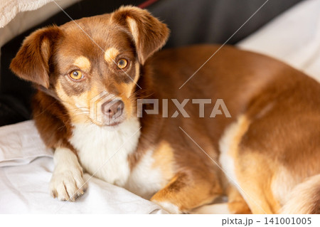small brown dog lying in bed and looking directly into the camera small brown dog lying in bed and looking directly into the camera 141001005
