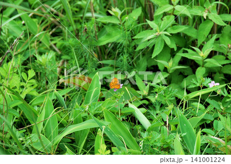 長野県・霧ヶ峰・ヒョウモンチョウ(豹紋蝶) 長野県・霧ヶ峰・ヒョウモンチョウ(豹紋蝶) 141001224