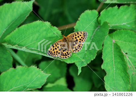 長野県・霧ヶ峰・ヒョウモンチョウ(豹紋蝶) 長野県・霧ヶ峰・ヒョウモンチョウ(豹紋蝶) 141001226