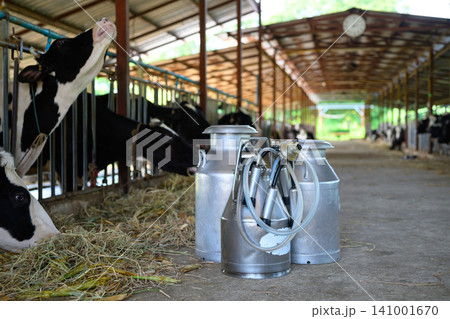 Dairy milking equipment and milk cans in cow barn with livestock background Dairy milking equipment and milk cans in cow barn with livestock background 141001670