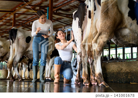 Dairy workers inspecting cow udder and recording data during milking process Dairy workers inspecting cow udder and recording data during milking process 141001678
