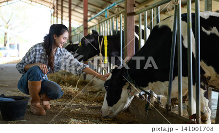 Happy woman farm worker touching cow as sign of concern for animal health care. Concept agriculture Dairy farm farming industry Happy woman farm worker touching cow as sign of concern for animal health care. Concept agriculture Dairy farm farming industry 141001708