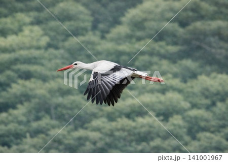 緑の森を背景に飛翔するコウノトリ"Oriental Stork Flying over Green 緑の森を背景に飛翔するコウノトリ"Oriental Stork Flying over Green 141001967