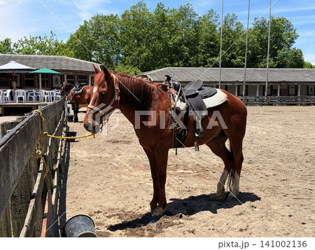 阿蘇くじゅう国立公園 飯田高原の乗馬クラブでウエスタンサドルを装着して佇む馬 大分県九重町 阿蘇くじゅう国立公園 飯田高原の乗馬クラブでウエスタンサドルを装着して佇む馬 大分県九重町 141002136