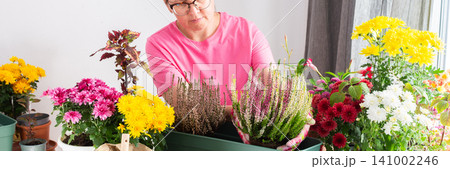 Mature woman, 50, carefully transplanting heather into pots, beautifully decorating her balcony with colorful autumn flowers, banner Mature woman, 50, carefully transplanting heather into pots, beautifully decorating her balcony with colorful autumn flowers, banner 141002246