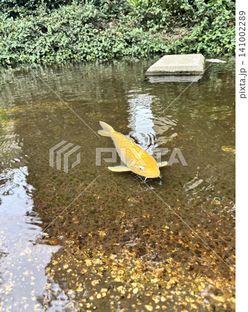 池を泳ぐ金色の鯉 141002289
