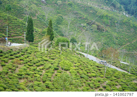 Scenic view of lush green tea plantation hillside with a winding road at Darjeeling Tinchuley Scenic view of lush green tea plantation hillside with a winding road at Darjeeling Tinchuley 141002797
