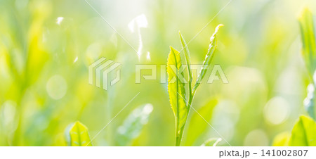 お茶 茶葉 葉っぱ お茶 茶葉 葉っぱ 141002807