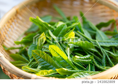 茶摘み 茶葉 手元 茶摘み 茶葉 手元 141002809
