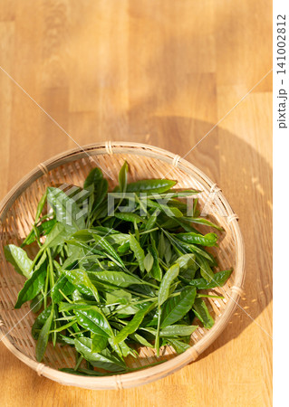 茶葉 新芽 籠 茶葉 新芽 籠 141002812