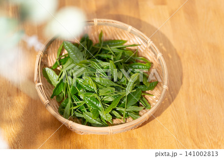 茶葉 新芽 籠 茶葉 新芽 籠 141002813