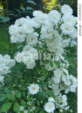 Lush bush of blooming white roses with green leaves in the park. Delicate small flowers of climbing rose close-up 141003322