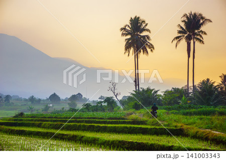 Terraced Rice Fields at Sunrise in Indonesia. Beautiful panoramic view of terraced rice fields surrounded by lush tropical greenery and palm trees Terraced Rice Fields at Sunrise in Indonesia. Beautiful panoramic view of terraced rice fields surrounded by lush tropical greenery and palm trees 141003343