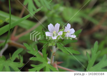 春の道端に咲く薄桃色の小さなアメリカフウロの花 春の道端に咲く薄桃色の小さなアメリカフウロの花 141003384
