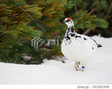 残雪を歩く凛々しいライチョウのオス 残雪を歩く凛々しいライチョウのオス 141003390