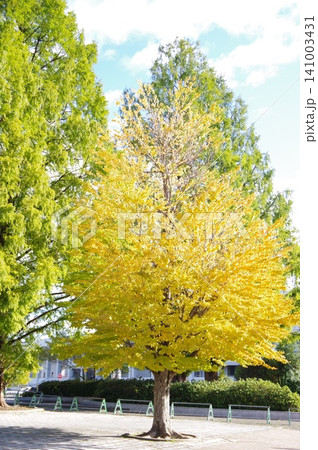 紅葉したイチョウ 紅葉したイチョウ 141003431
