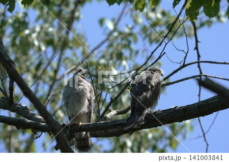 2羽のハイタカ幼鳥が休む森の風景 2羽のハイタカ幼鳥が休む森の風景 141003841