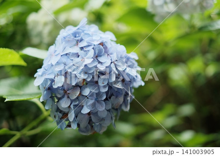 青い紫陽花 青い紫陽花 141003905