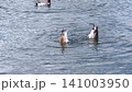池で逆立ちして餌を探すカルガモ 141003950