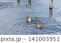池で逆立ちして餌を探すカルガモ 141003951