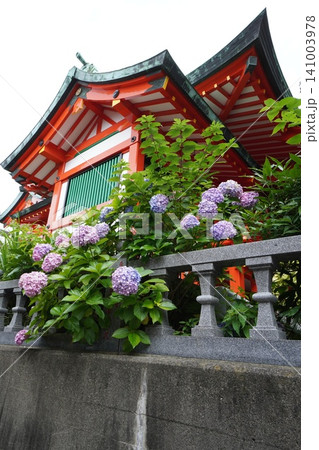 大島稲荷神社の朱色の社殿と美しく咲く紫陽花（縦位置） 141003978